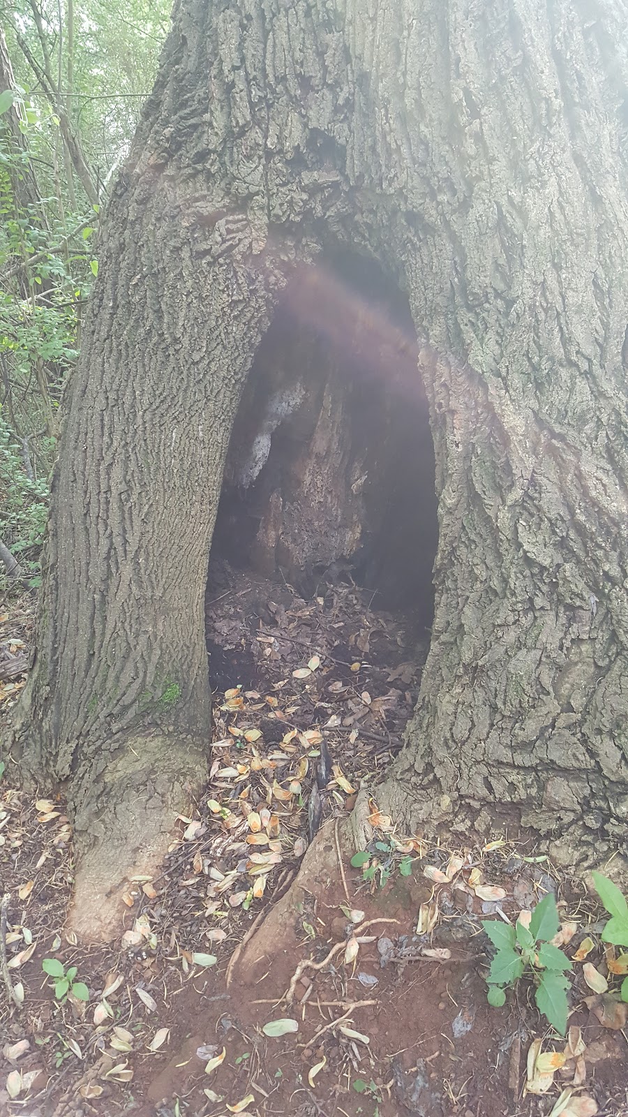 Hickory Trails Park | 3884 Hickory Rd, Canton, GA 30115, USA | Phone: (770) 924-7768