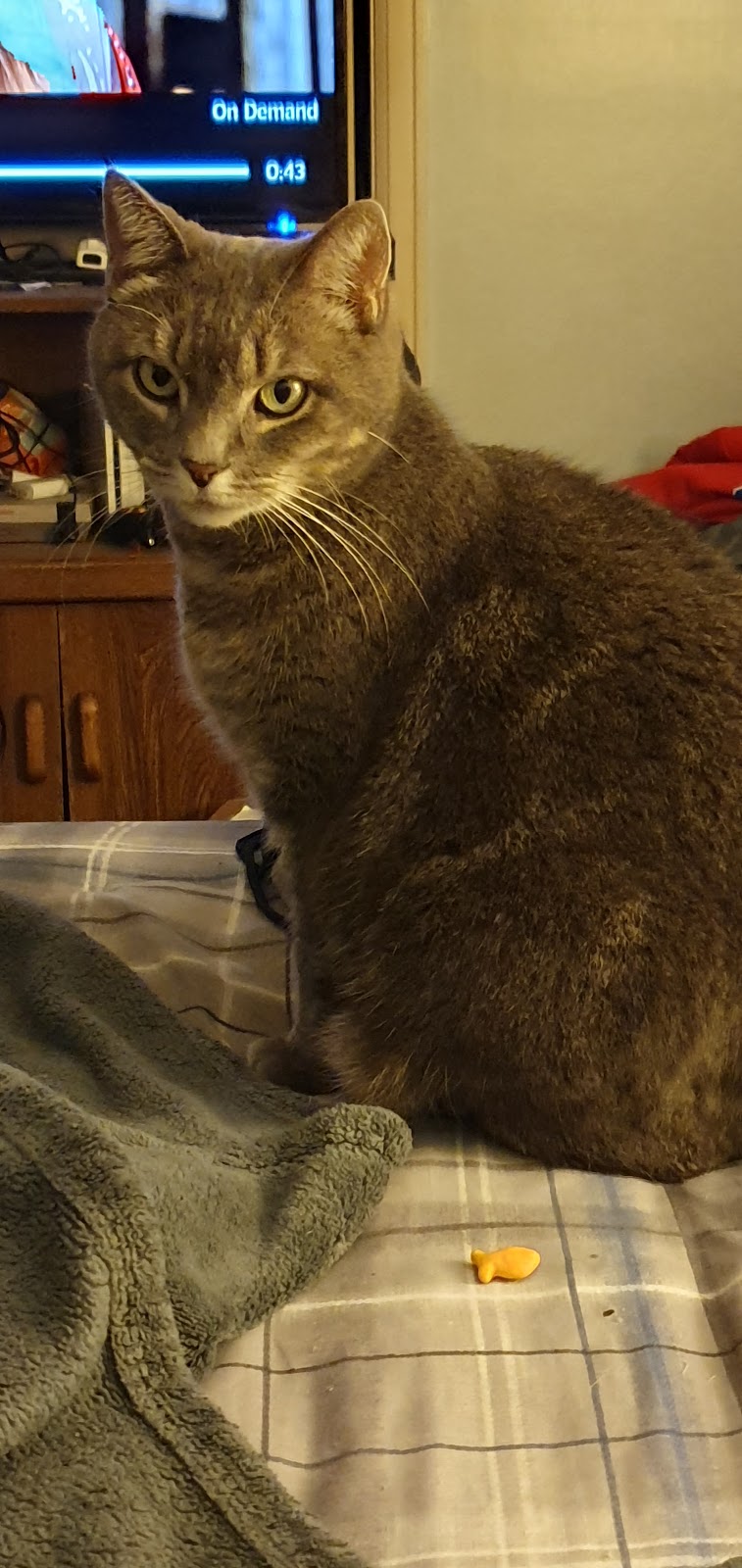 SPCA Serving Erie County | 300 Harlem Rd, West Seneca, NY 14224, USA | Phone: (716) 875-7360