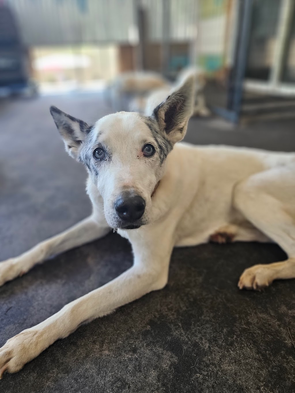 Wags and Whiskers Stay and Play | 900 Fort Mill Hwy, Indian Land, SC 29707, USA | Phone: (803) 548-3647 Wags and Whiskers Stay and Play | 900 Fort Mill Hwy, Indian Land, SC 29707, USA | Phone: (803) 548-3647