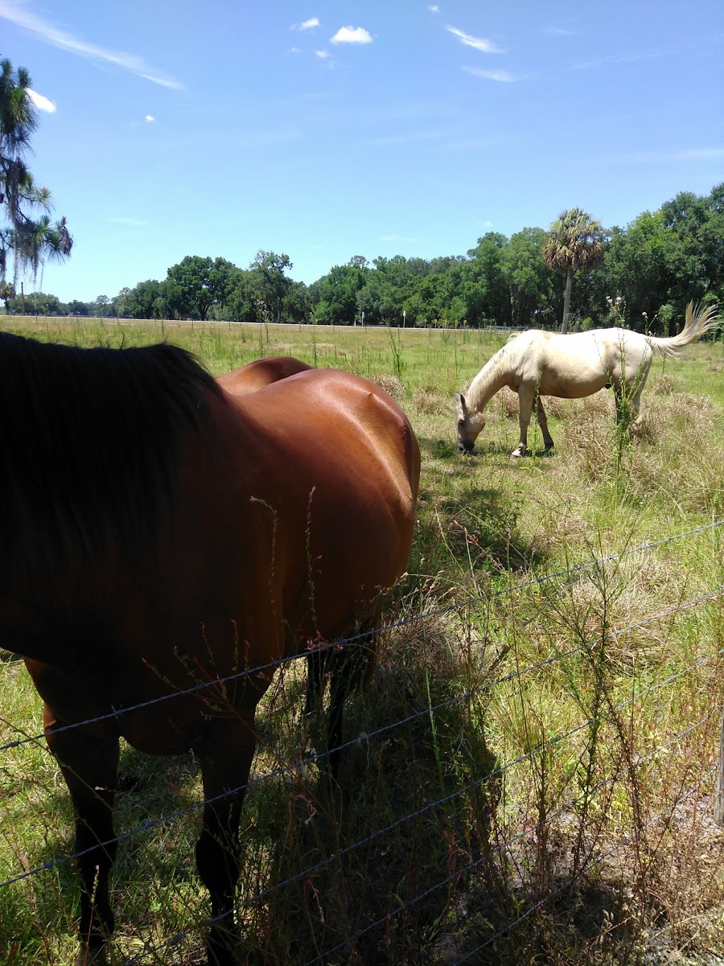 Van Fleet Trail - Mabel Trailhead | 12201 Co Rd 772, Webster, FL 33597, USA | Phone: (352) 394-3969