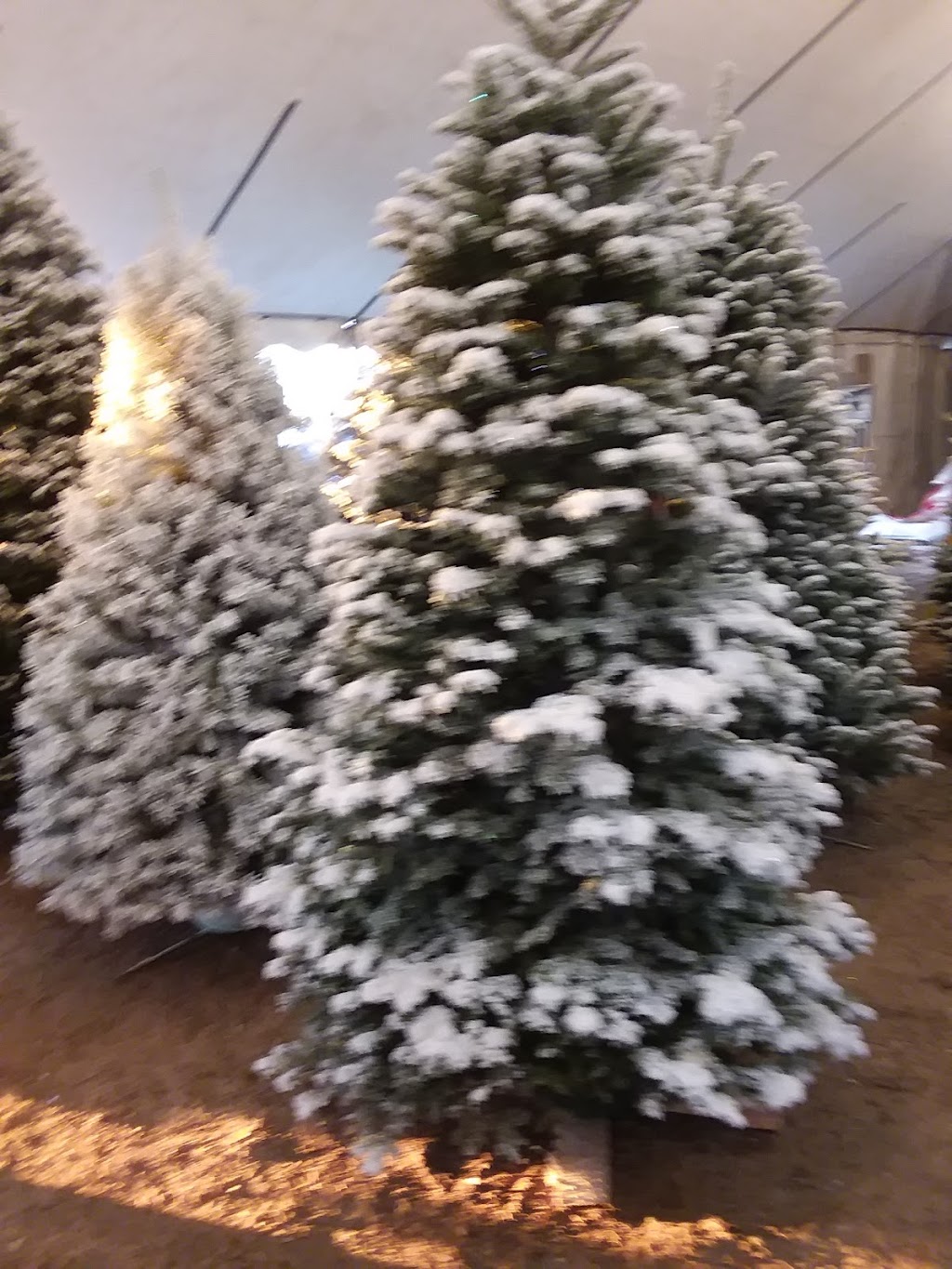 Lorens Christmas Trees | 2500 Highland Ave, Highland, CA 92346, USA | Phone: (909) 864-4621