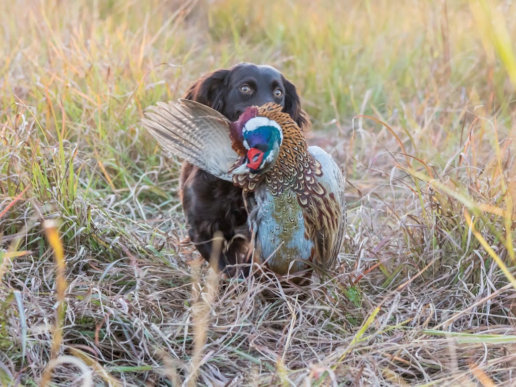 The Prairies End Hunt Club | 4003 FM1630, Gainesville, TX 76240, USA | Phone: (972) 816-0427