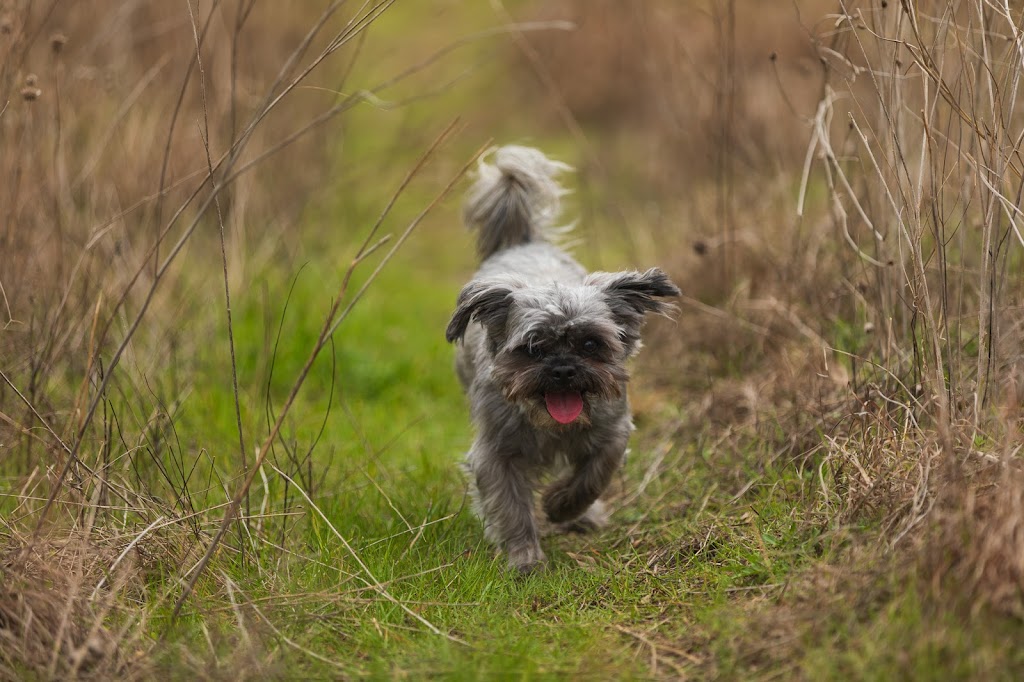 City Limits Vet Clinic | 8715 W Parmer Ln Building 2 Suite 110, Austin, TX 78729, USA | Phone: (512) 686-2888