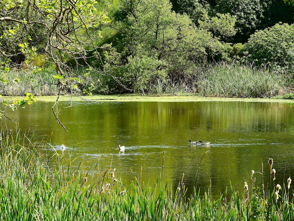 Jordan Pond | Jordan Pond, Hayward, CA 94544, USA | Phone: (510) 582-2206