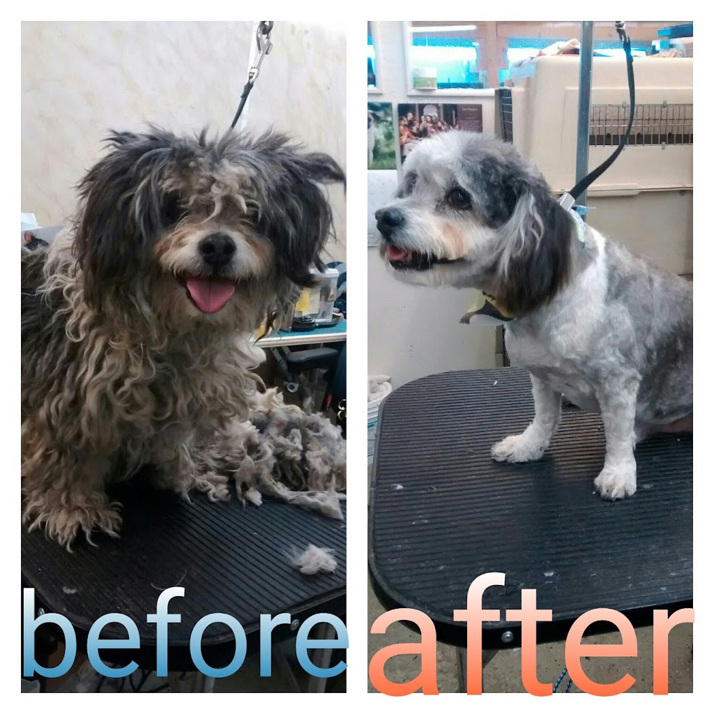 ACE OF HEARTS KENNEL AND GROOMING | 126 Atrisco Dr SW, Albuquerque, NM 87105, USA | Phone: (505) 831-3433