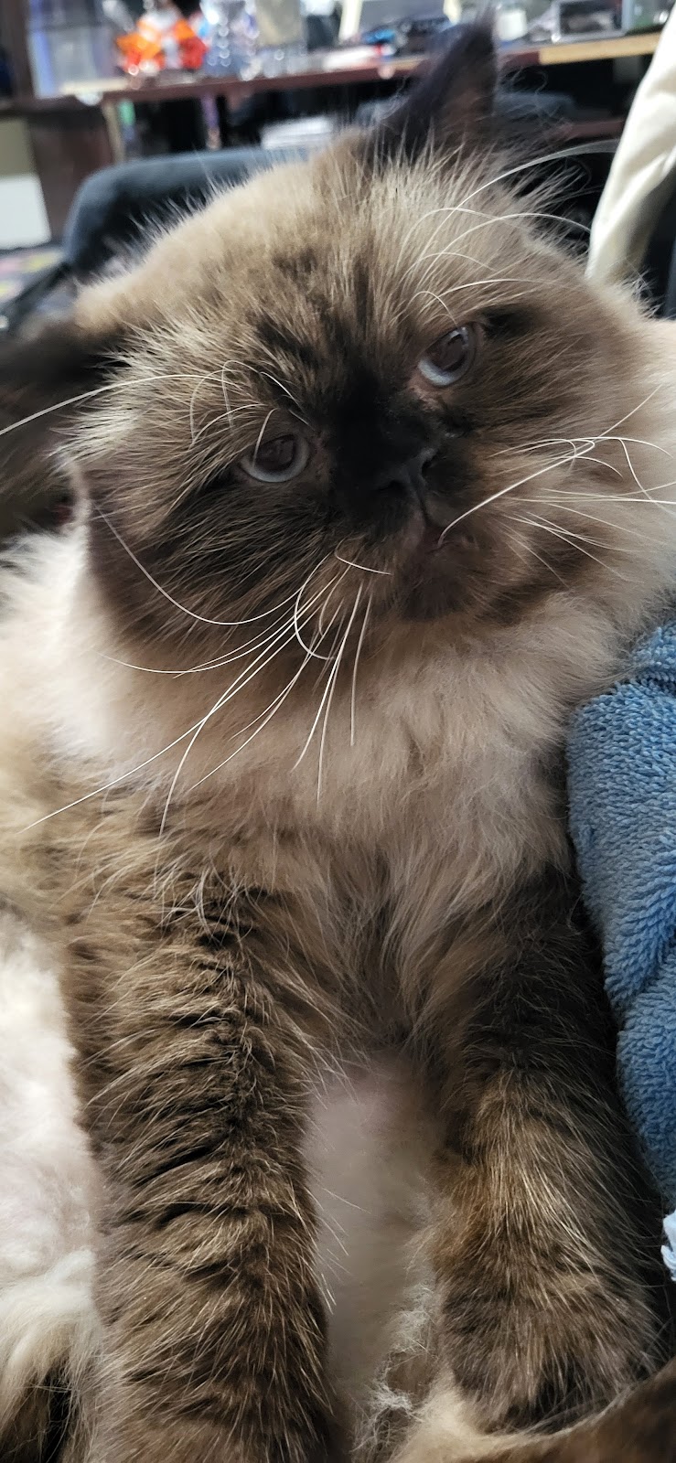 Credence Veterinary Clinic PLLC | 2389 US-59, Beeville, TX 78102, USA | Phone: (361) 358-1711