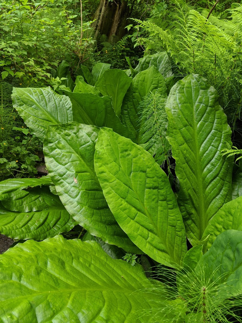 Licorice Fern Natural Area | 1100 NE 130th St, Seattle, WA 98125, USA | Phone: (206) 227-3864