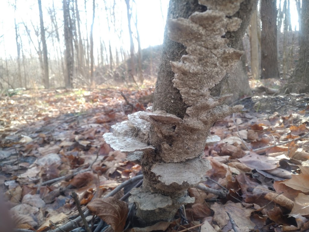 Holbrook Hollows | 7250 Country Ln, Chagrin Falls, OH 44023, USA | Phone: (440) 286-9516 Holbrook Hollows | 7250 Country Ln, Chagrin Falls, OH 44023, USA | Phone: (440) 286-9516