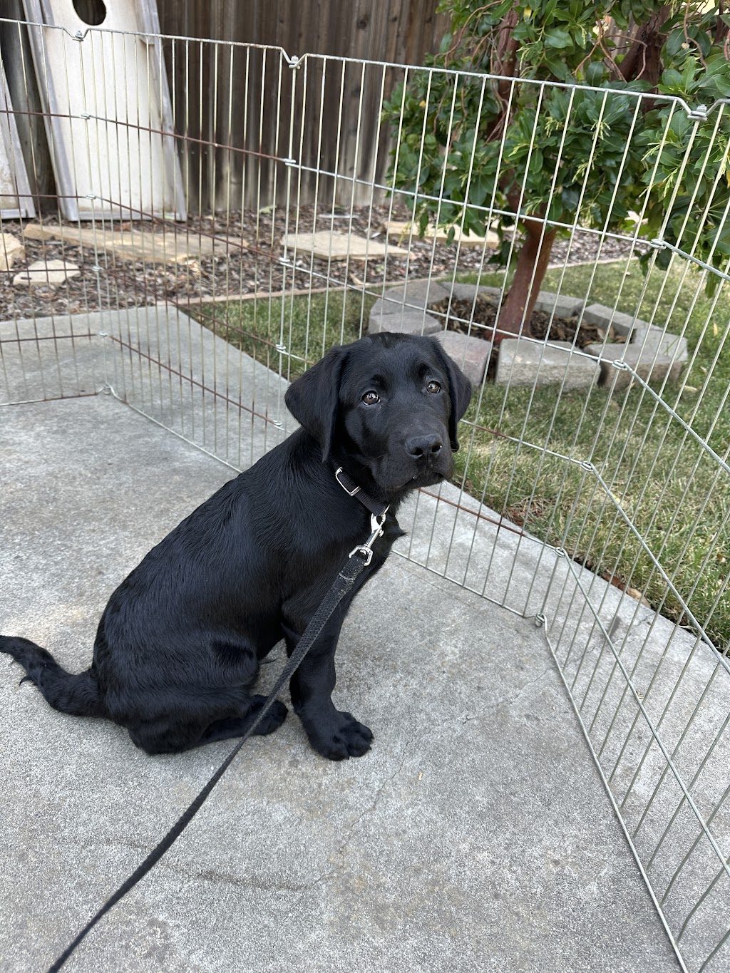 Acorn Veterinary Clinic | 1340 E Covell Blvd # 101, Davis, CA 95616, USA | Phone: (530) 753-7580