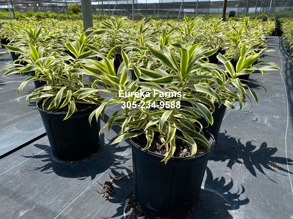 Eureka Farms Nursery | 16800 SW 184th St, Miami, FL 33187, USA | Phone: (305) 234-9588