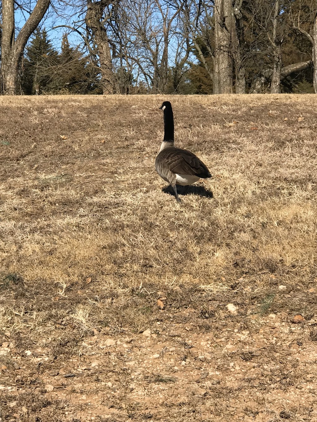 Stone Creek Disc Golf Park | 2819 N, North Woodlawn Boulevard, Derby, KS 67037, USA | Phone: (316) 788-0301