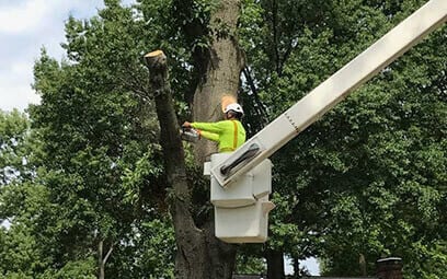 BCS Tree Service | 3752 Marquis Dr, Garland, TX 75042, USA | Phone: (469) 457-8072