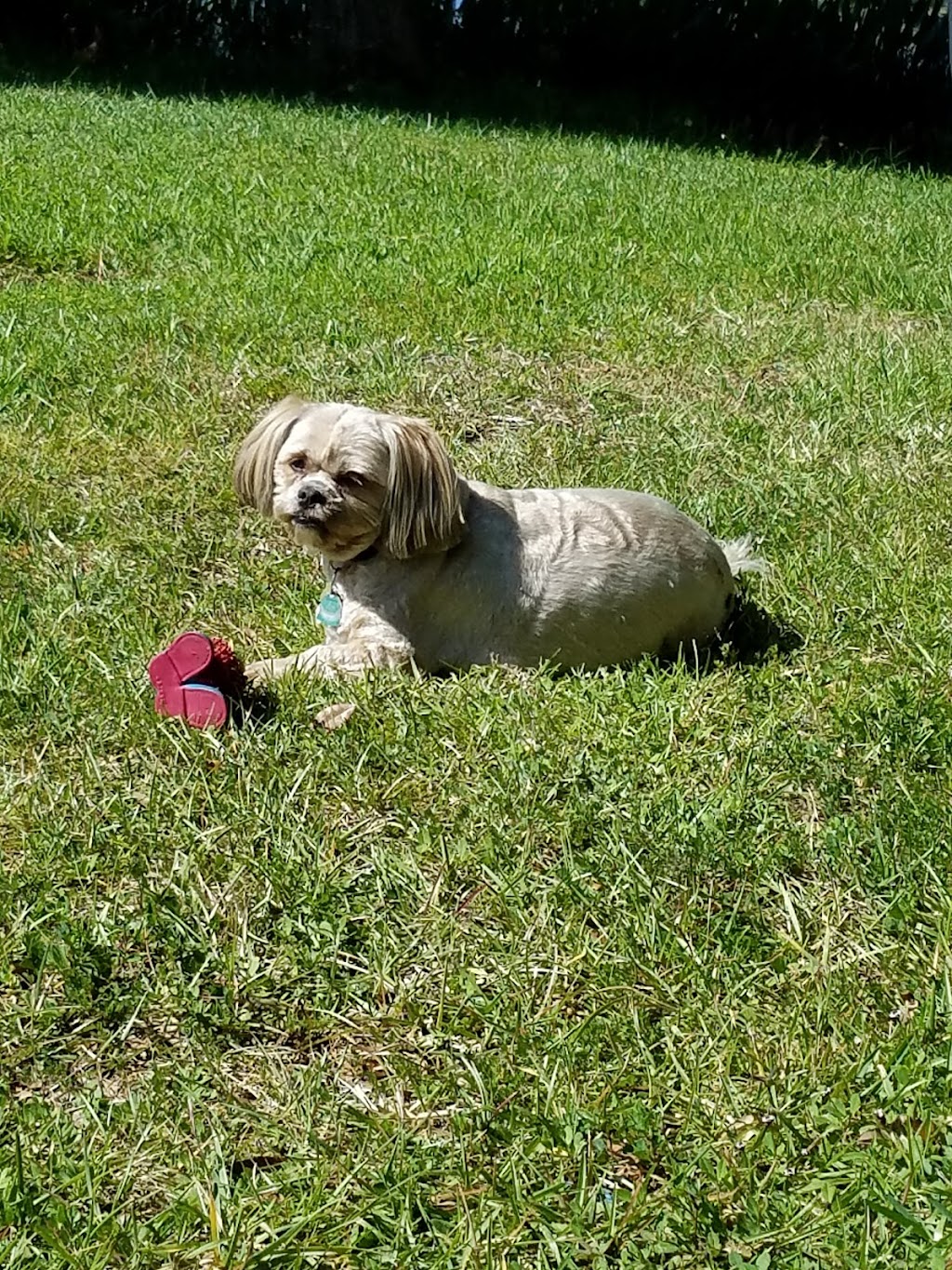 San Antonio Animal Hospital | 32347 State Rd 52, San Antonio, FL 33576, USA | Phone: (352) 588-2132