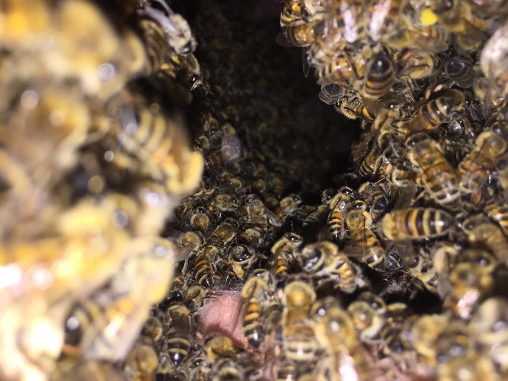VIP Bee Rescue Bee Removal | 702 Ridgedale Dr, Richardson, TX 75080, USA | Phone: (469) 825-5218