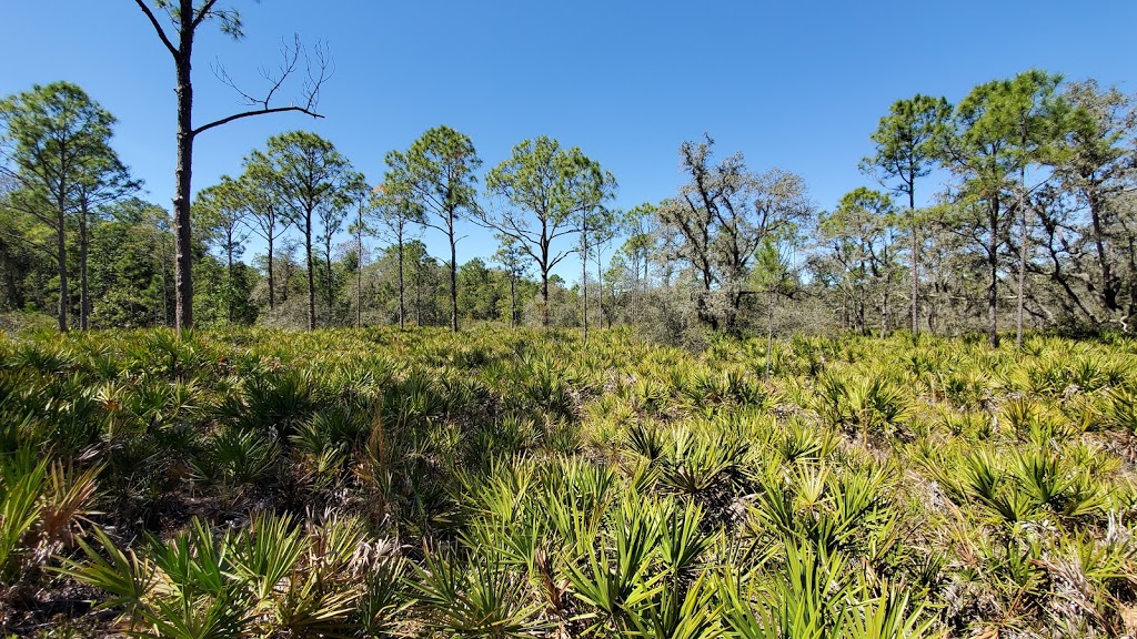 Brooker Creek Preserve & Environmental Education Center | 3940 Keystone Rd, Tarpon Springs, FL 34688, USA | Phone: (727) 453-6800