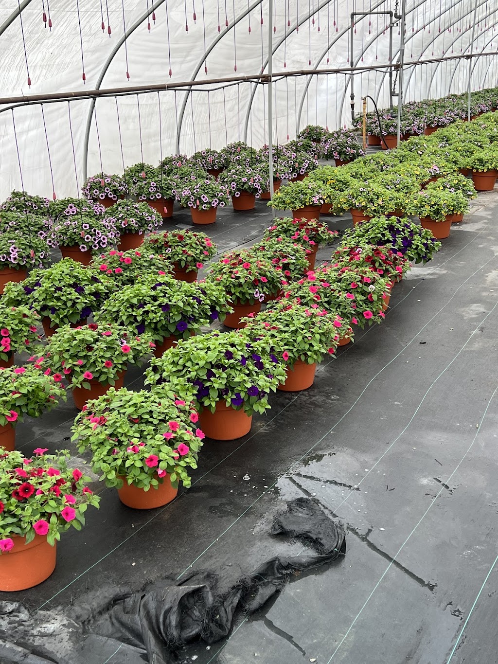 Rush Garden Center Greenhouse | 30617 Henry Ruff Rd #2025, Romulus, MI 48174, USA | Phone: (734) 721-7874