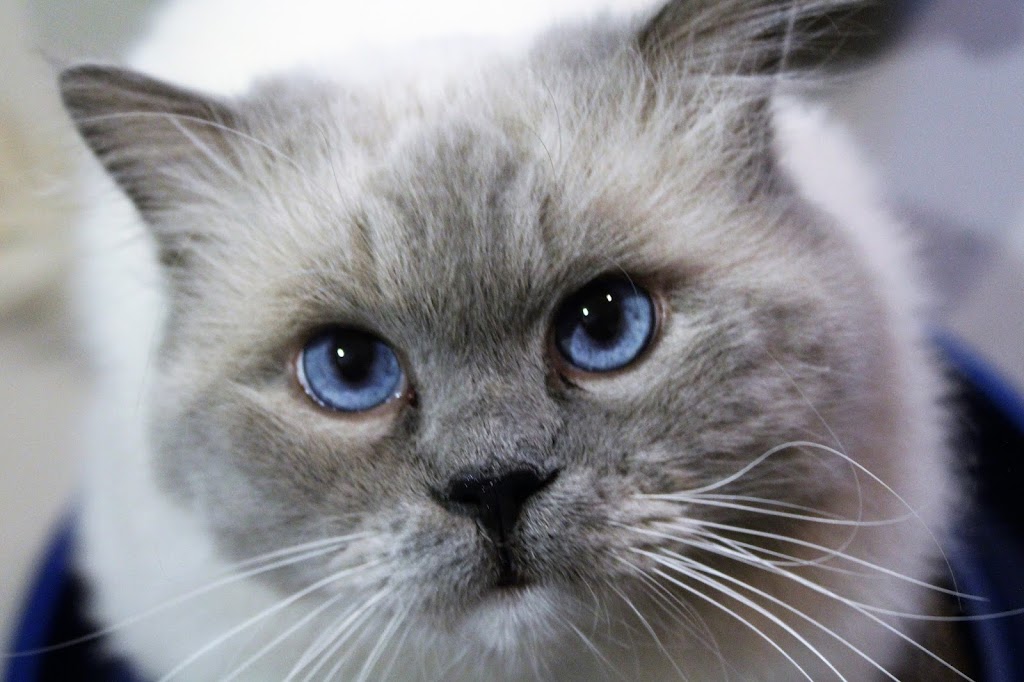 Purr Avida Ragdolls | 4703 S Jasper St, Aurora, CO 80015, USA | Phone: (303) 594-0043