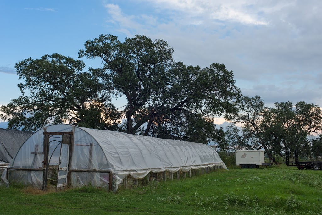 Tecolote Farm | Decker Lake Rd, Taylor Ln near, Manor, TX 78653, USA | Phone: (512) 276-7008