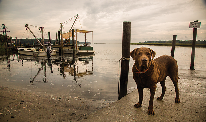 Shooting Point Oyster Company | 6337 Bayford Rd, Franktown, VA 23354, USA | Phone: (757) 693-1303