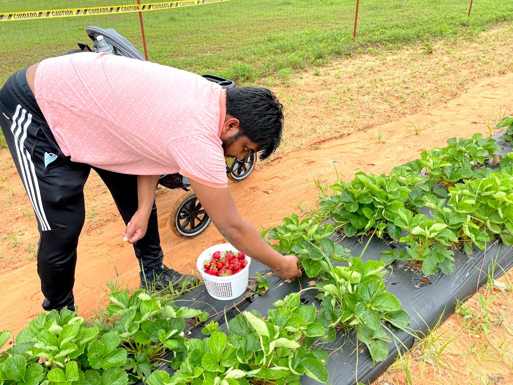 Demases Farm | 496 Co Rd 4756, Boyd, TX 76023, USA | Phone: (940) 577-0203