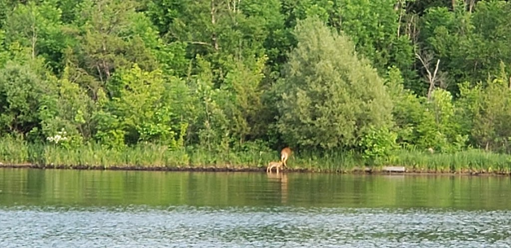 Coldwater Lake State Park | Coldwater, MI 49036, USA | Phone: (517) 780-7866