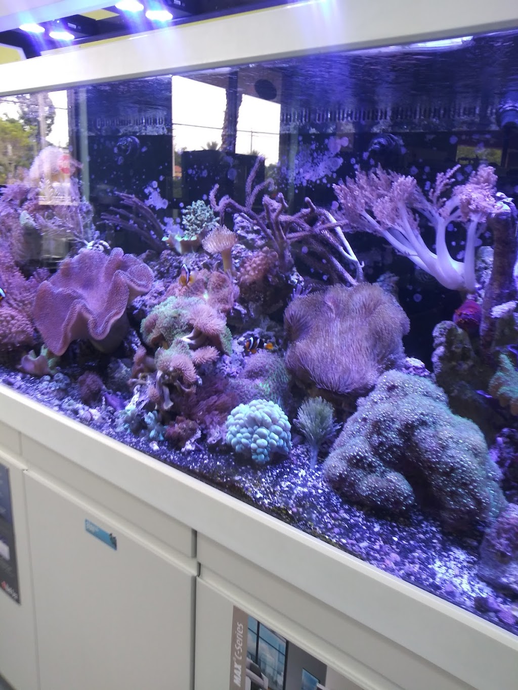 Poseidon Aquarium | 1801 S Nova Rd #103, South Daytona, FL 32119, USA | Phone: (386) 255-3474