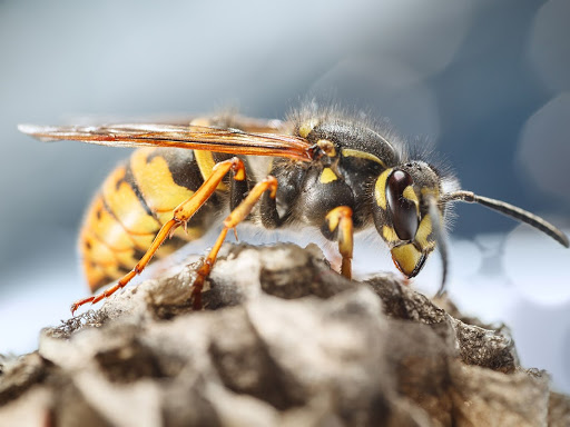 Bug Ninja Pest Control | 11628 S Choctaw Dr #232, Baton Rouge, LA 70815, USA | Phone: (225) 414-2020