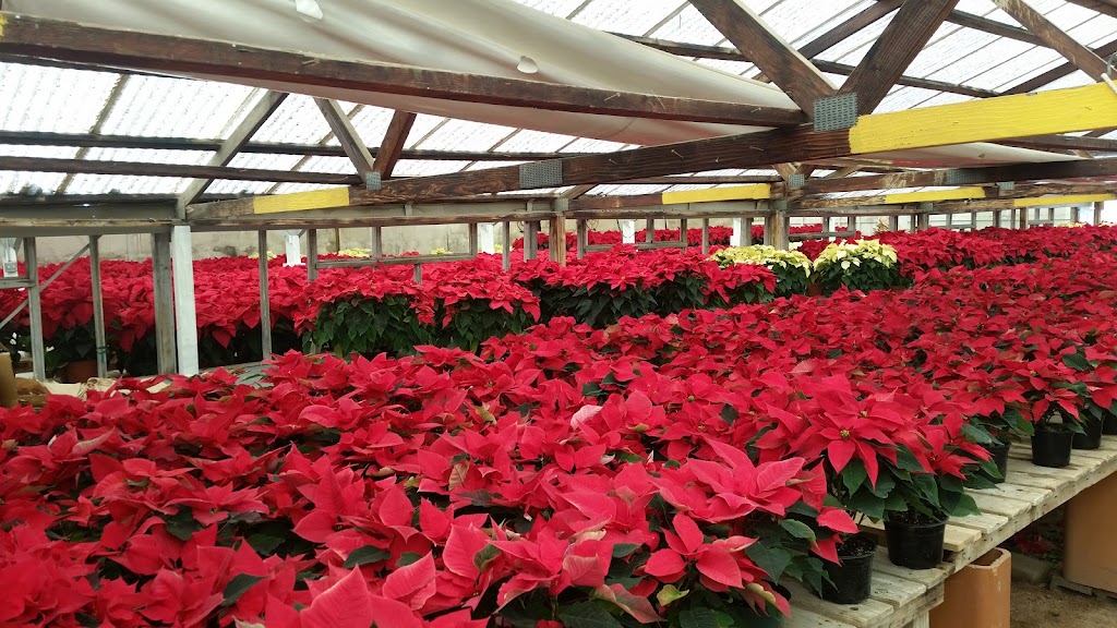 Downs Wholesale Greenhouse | 5018 E Thomas Rd, Phoenix, AZ 85018 | Phone: (602) 840-2600