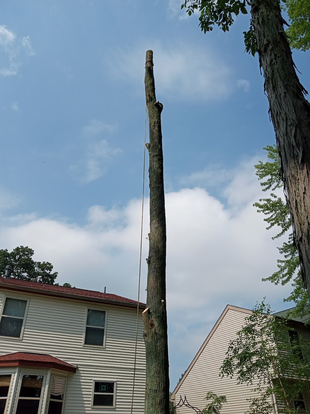 Arboriculture Prestige Tree Experts | 101 Rose St, Magnetic Springs, OH 43036, USA | Phone: (614) 571-3424