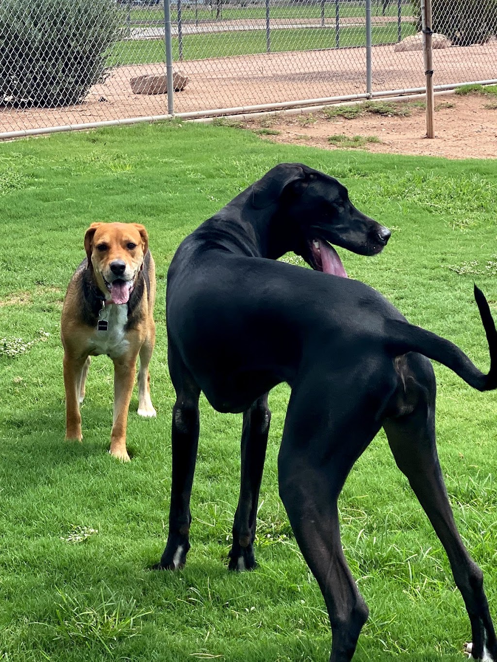 Shawnee Dog Park | 1400 W Mesquite St, Chandler, AZ 85224, USA | Phone: (480) 782-2727