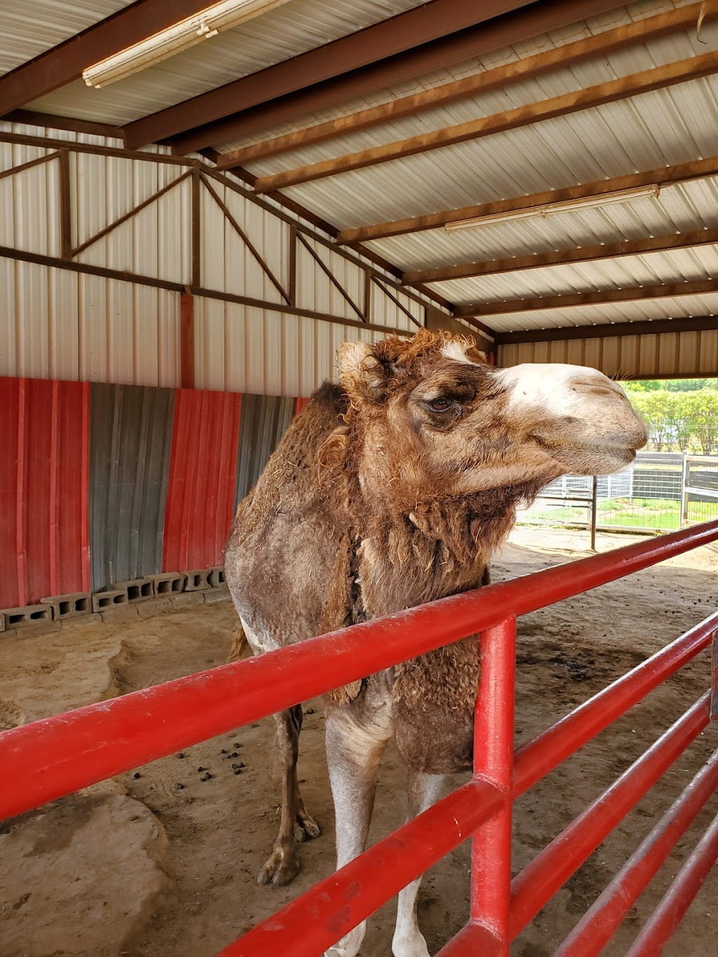 Sharkarosa Wildlife Ranch | 11670 Massey Rd, Pilot Point, TX 76258, USA | Phone: (940) 686-4600