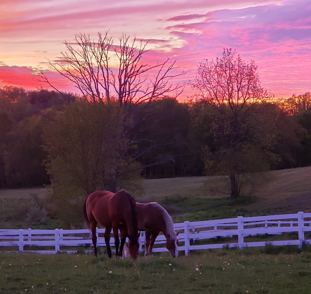 Harmony Equine Veterinary Services, P.c. | 143 Headland Rd, Butler, PA 16002, USA | Phone: (724) 822-3595