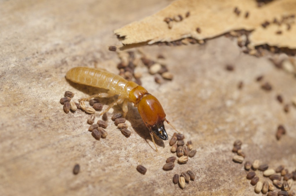 Affordable Termite Control In Huntington Beach | 18694 Applewood Dr, Huntington Beach, CA 92646, USA | Phone: (657) 213-3933