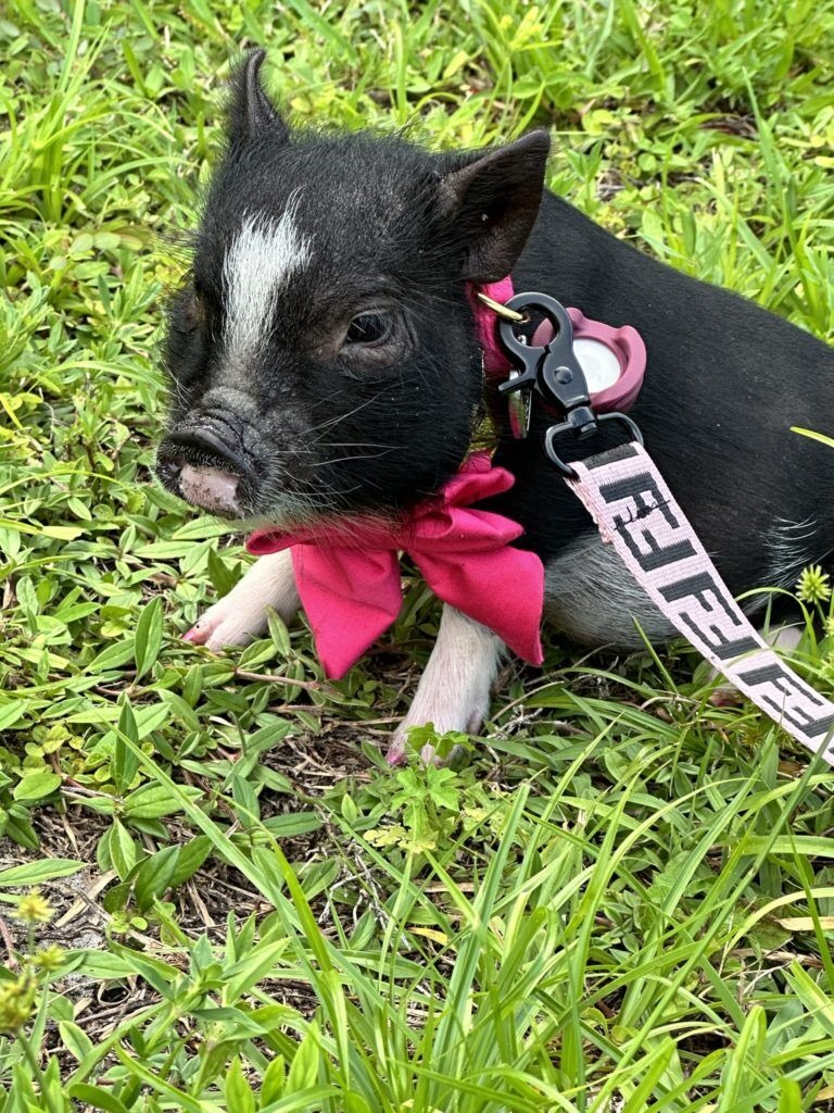 Teacup Pig |Micro Pigs | Teacup Pigs for Sale | 428 Emory Ln, Center Hill, FL 33514, USA | Phone: (352) 303-8371