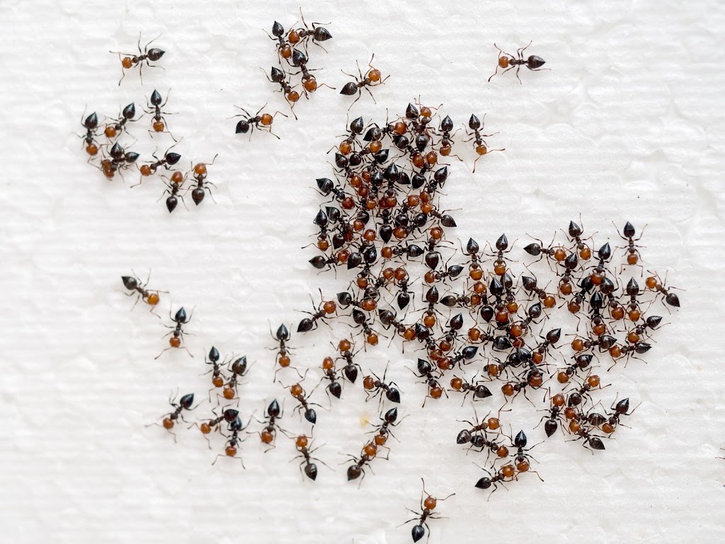 Sniper Termite and Pest Control Fort Worth | 1060 Cotton Depot Ln #642, Fort Worth, TX 76102, USA | Phone: (817) 497-8351