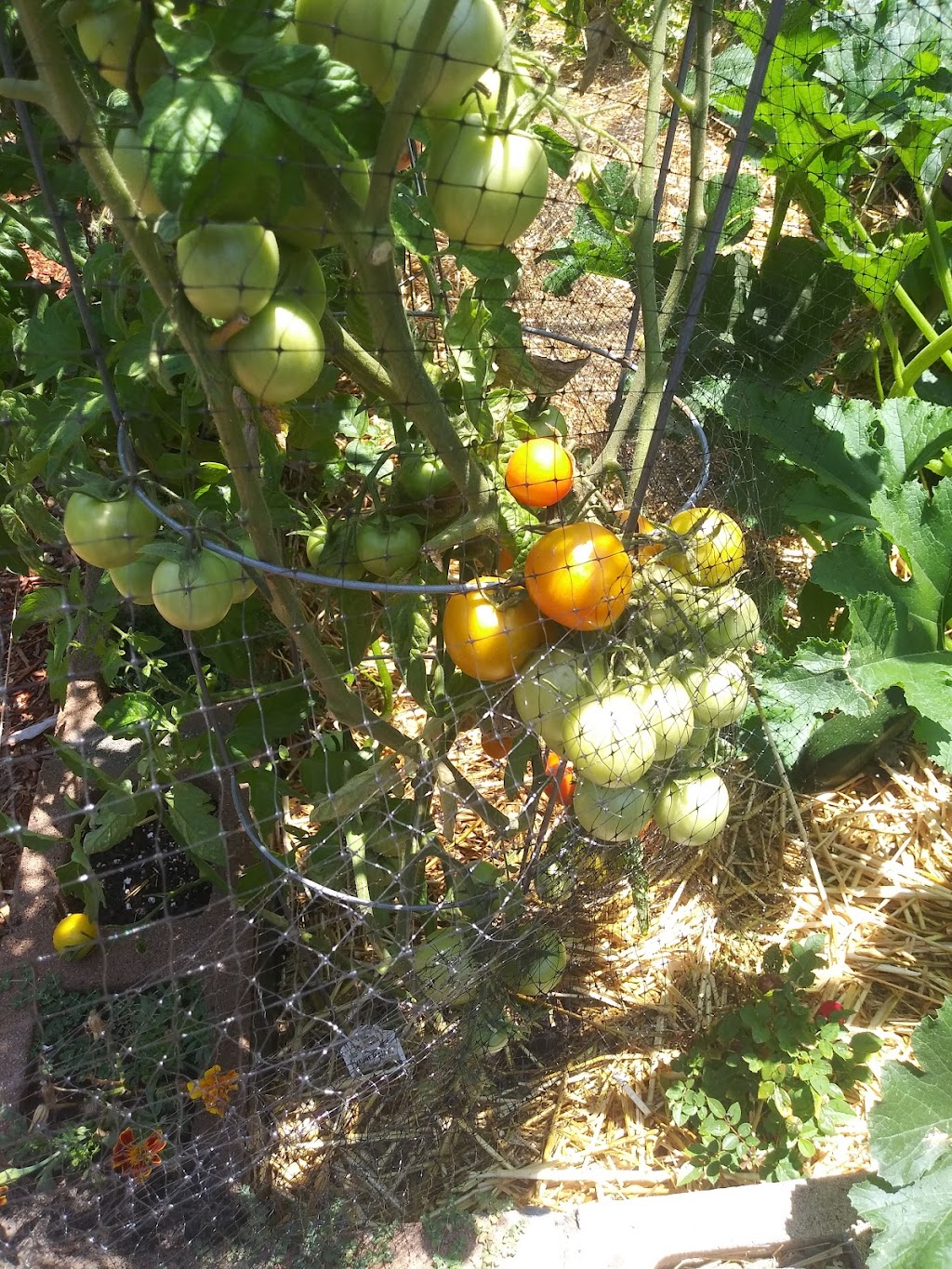 Escondido Community Garden | W Lincoln Ave &, Morning View Dr, Escondido, CA 92026, USA | Phone: (760) 580-4390