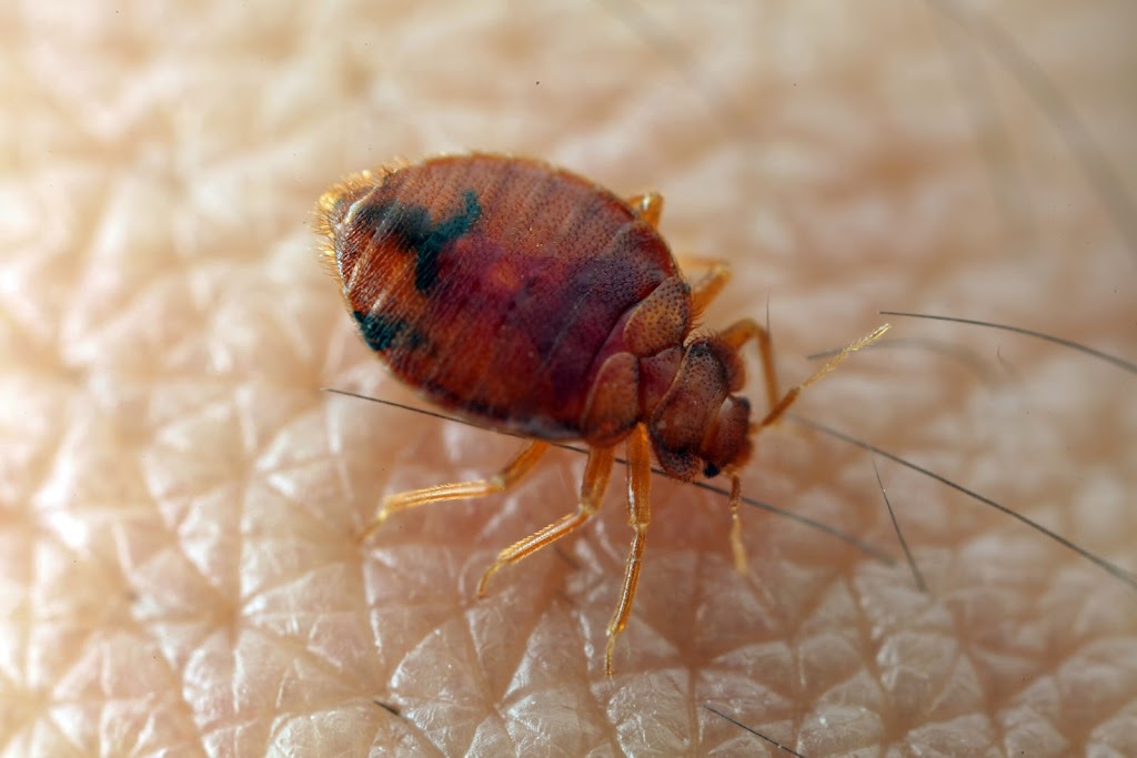 Texas Bed Bug Experts | 958 Honeysuckle Trail, Midlothian, TX 76065, USA | Phone: (469) 833-2110