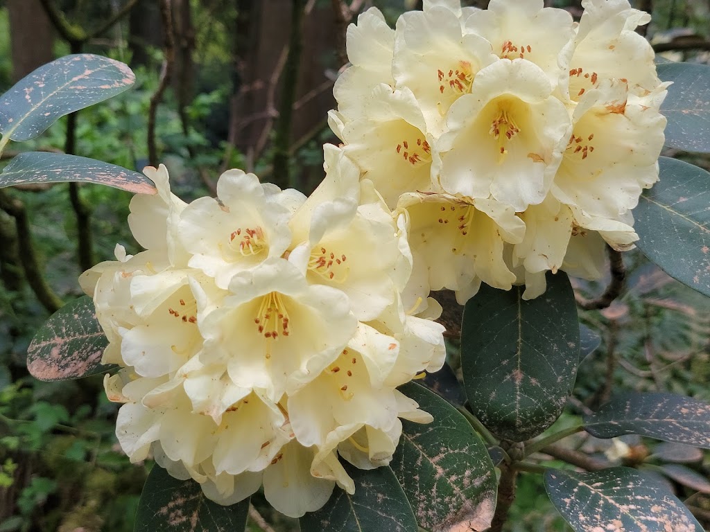 Rhododendron Species Botanical Garden | 2525 South 336th St, Federal Way, WA 98003, USA | Phone: (253) 838-4646