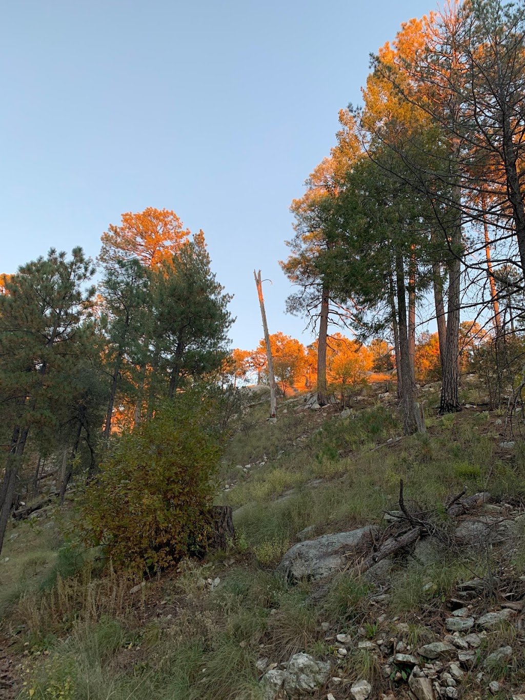 Rose Canyon Campground | Catalina Hwy, Mt Lemmon, AZ 85619, USA | Phone: (520) 749-8700