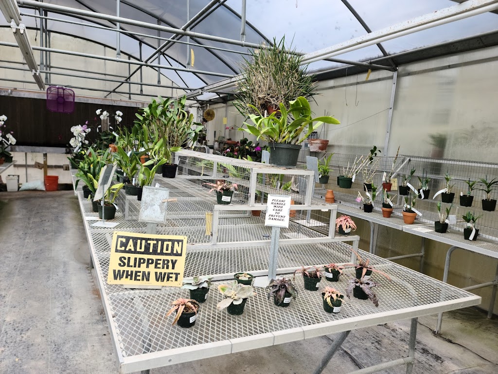 Hill Country African Violets and Nursery | 32005 I. H. 10 West, Boerne, TX 78006, USA | Phone: (830) 249-2614