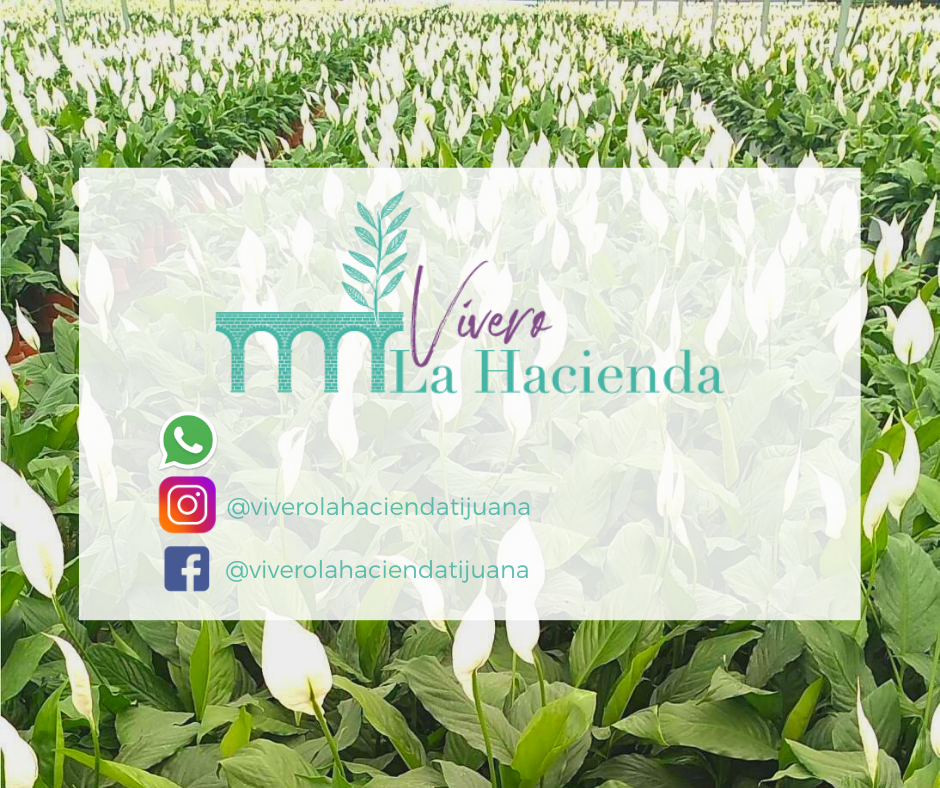 Vivero La Hacienda Tijuana | Tijuana - Tecate, Cañada Verde, 22190 Tecate, B.C., Mexico | Phone: 664 376 6596