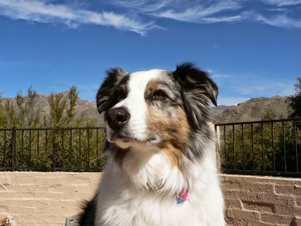 Sabino Veterinary Care Tucson | 4910 N Sabino Canyon Rd, Tucson, AZ 85750, USA | Phone: (520) 547-9320