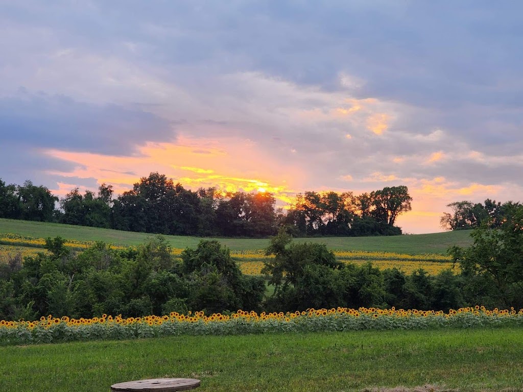 Schwirian Farm Sunflower Fields | 4511 Hollow Rd, Elizabeth, PA 15037, USA | Phone: (412) 445-2257