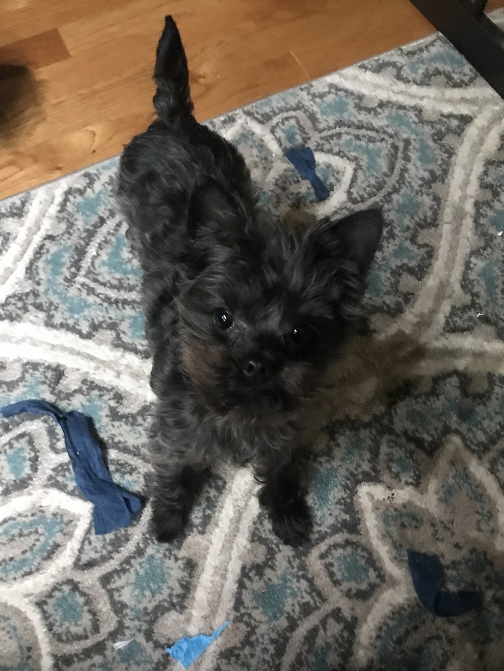 Pause 4 Paws Pet Grooming And Hotel | 3770 W County Line Rd, Douglasville, GA 30135, USA | Phone: (404) 692-5393