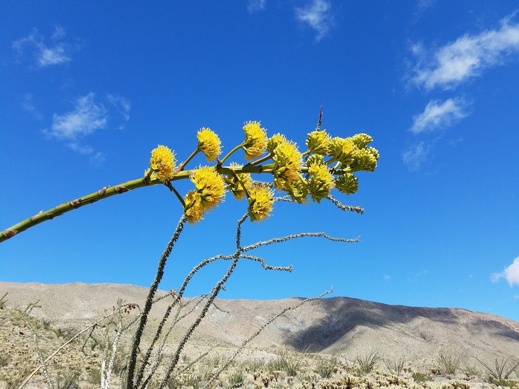 Yaqui Wash Primitive Campground | Yaqui Pass Rd, Julian, CA 92036, USA | Phone: (760) 767-4037