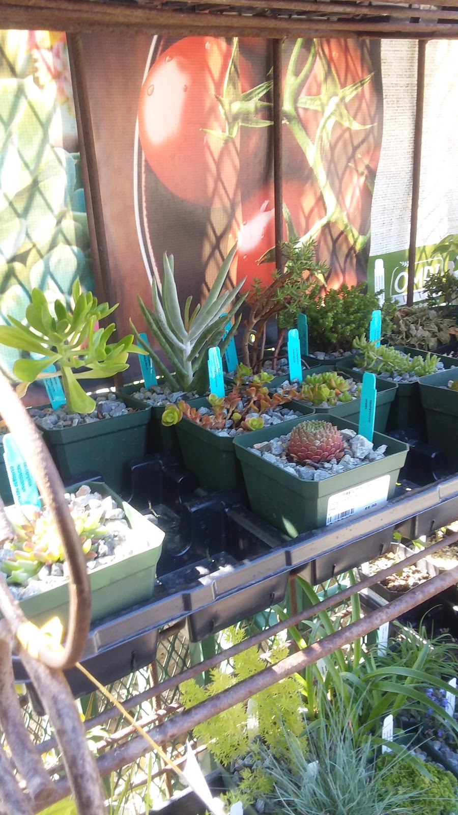 Westurf Nursery | 1612 Claus Rd, Modesto, CA 95355, USA | Phone: (209) 576-1111