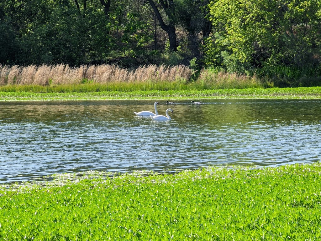 William B Pond Recreational Area | Carmichael, CA 95608, USA | Phone: (916) 875-7275