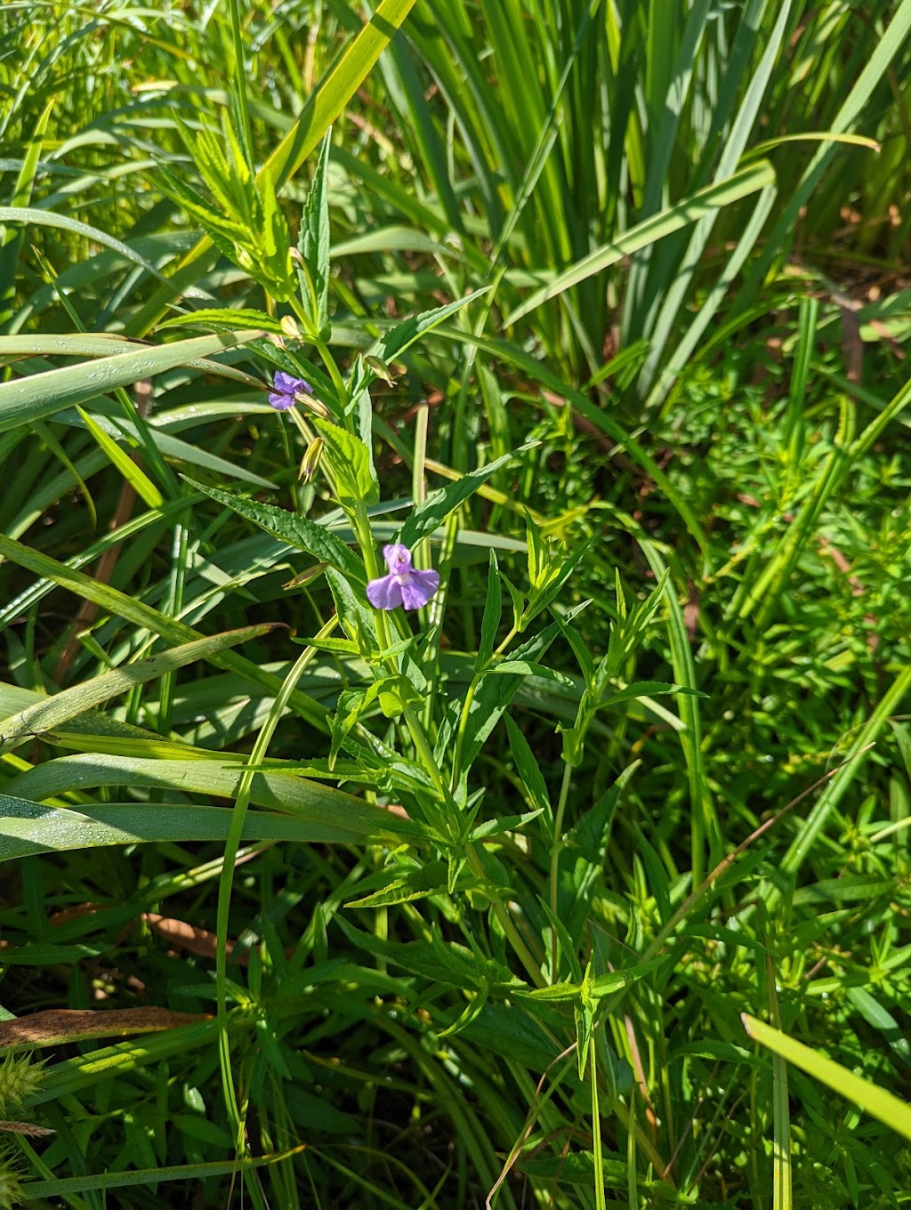 Somme Prairie Nature Preserve | 45R9+6P, Northbrook, IL 60062, USA | Phone: (800) 870-3666