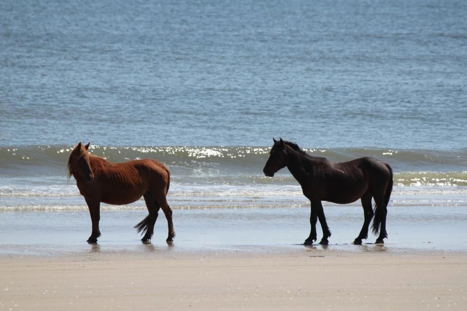 OBX Real Estate Resource - Catherine Brown Strachan | 1213 Duck Rd, Duck, NC 27949, USA | Phone: (252) 489-9540