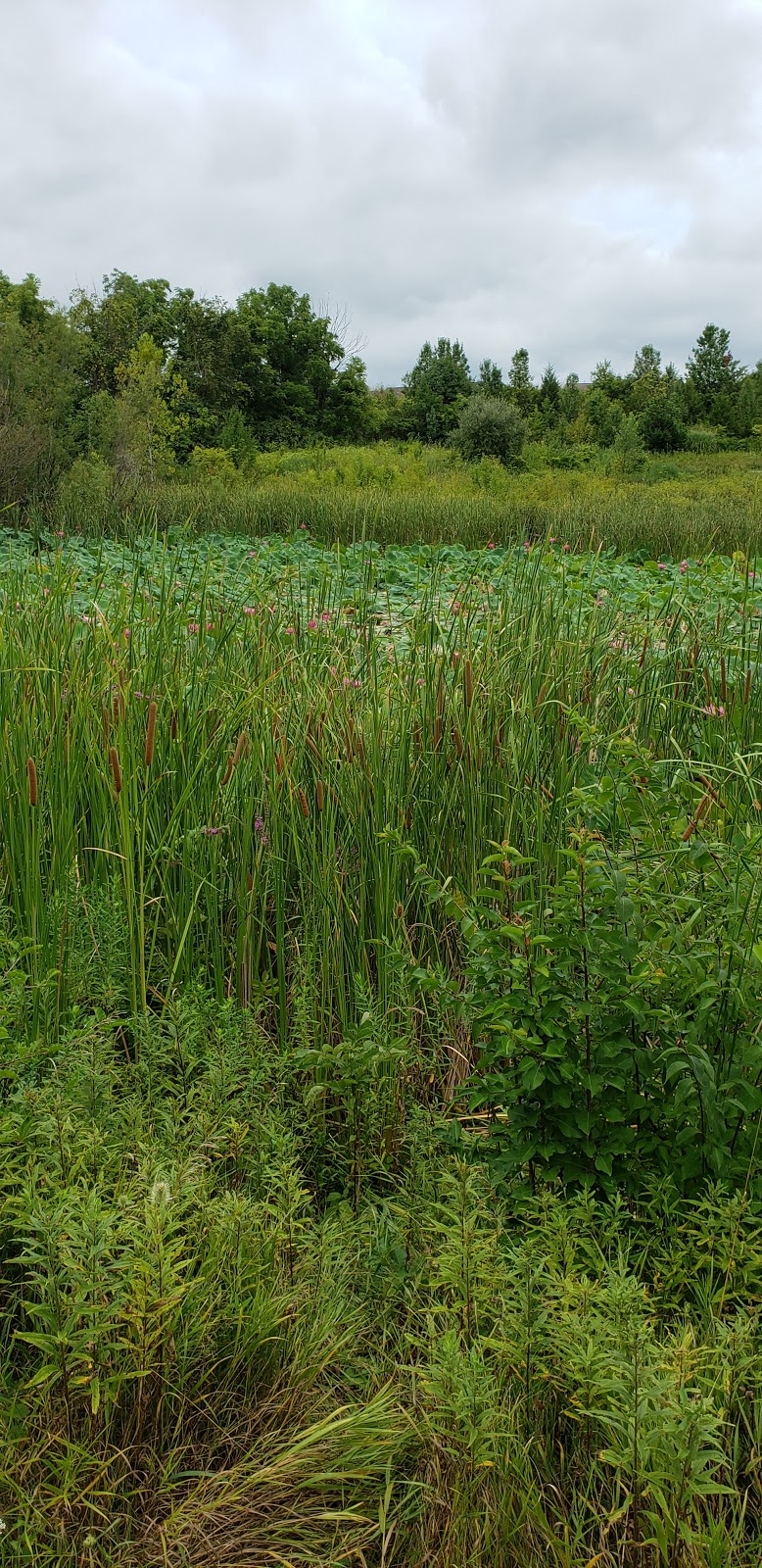 Wetlands Park | 6950 Lesourdsville West Chester Rd, Liberty Township, OH 45011, USA | Phone: (513) 759-7500